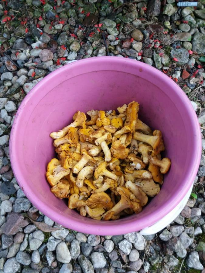 Siedlisko Nasza Chata Popiolki Buitenkant foto