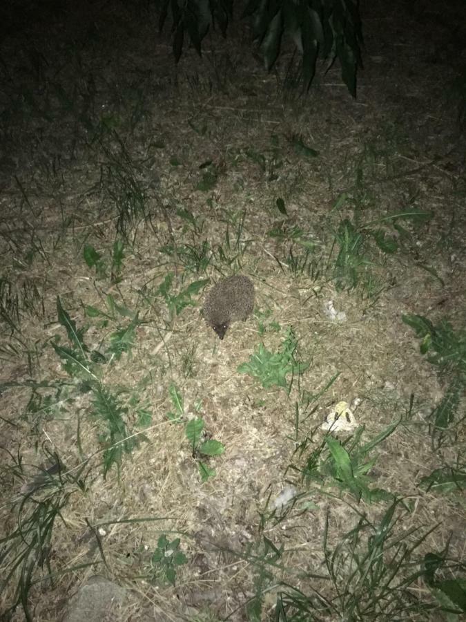 Siedlisko Nasza Chata Popiolki Buitenkant foto
